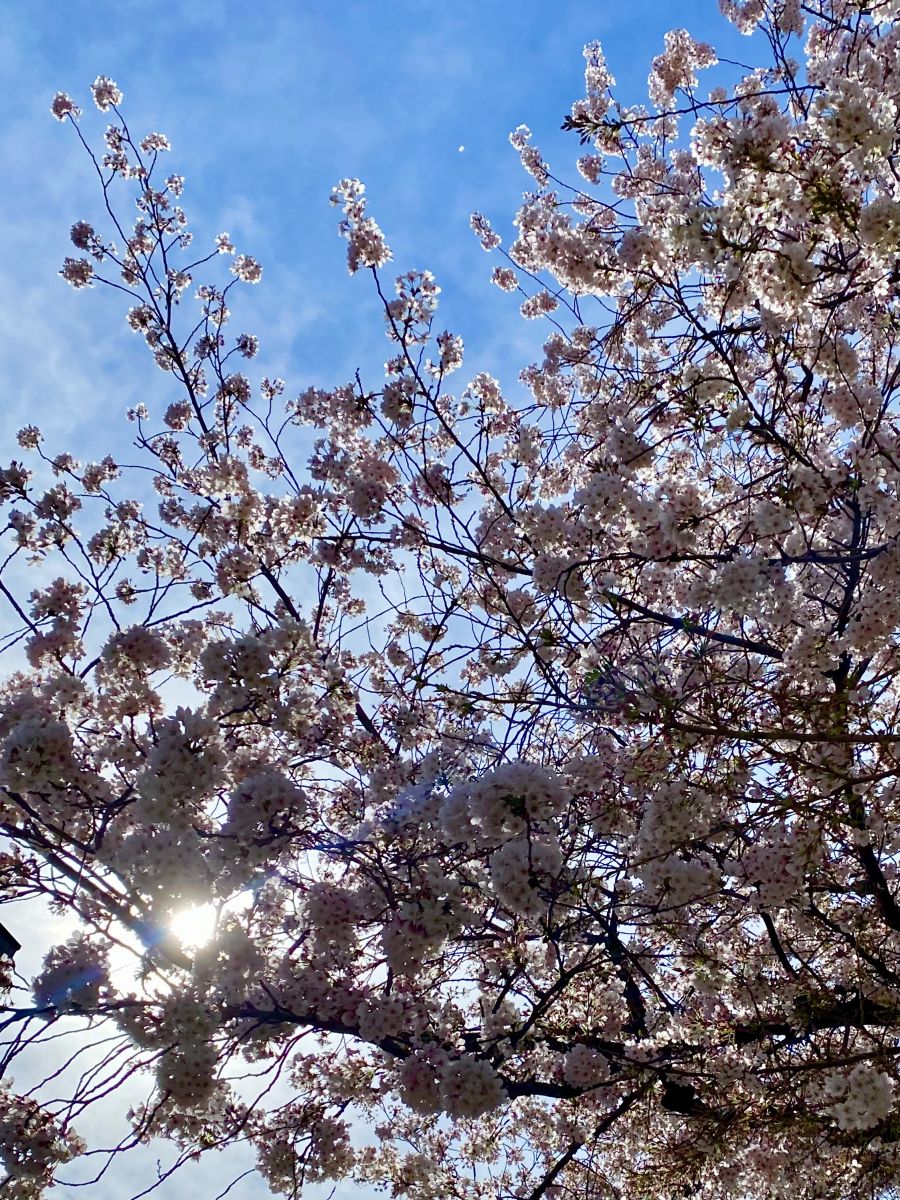 はるなブログ！　桜が綺麗ですね！の画像